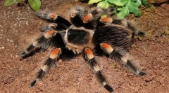 Spider-ptica meksičko crveno vino