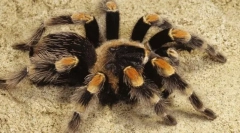 Spider-ptica