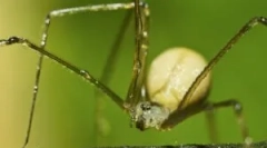 Spider senakers common ili kosyozka