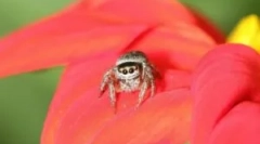 Spiderkun: značajke i vrijednost u ekosustavu