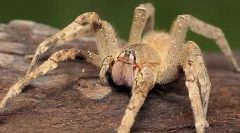 Spider vojnički