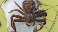 Pukikulturni. Zgrada i karakteristike