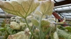 Coobled tick u stakleniku