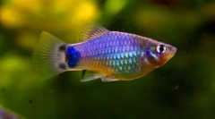 Pecilia (poecilia)
