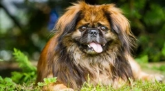 Pekingese