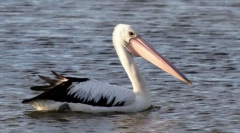 Pelikan