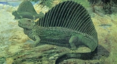 Pelicosaurusi