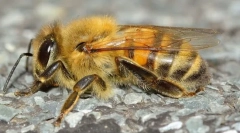 Mefony insekti