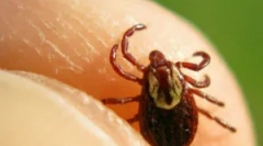 Period kada su krpelji najaktivniji i opasniji