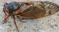 Periodična cicada