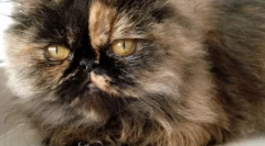 Perzijska pasmina mačaka