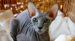 Peterbold (foto): graceful cat sfinx iz obala neva