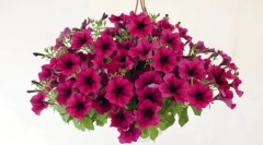 Petunia