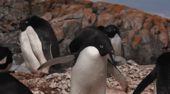 Penguin adele