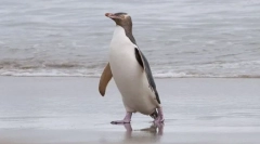 Penguin prekrasan
