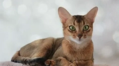 Prehrana abyssinian mačke: skladišti hranu ili prirodnu hranu