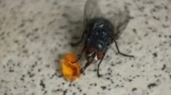 Prehrana domaćih i drugih muha