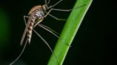 Hranama komaraca i zamišljena krv