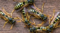 Prehrana os i osin med