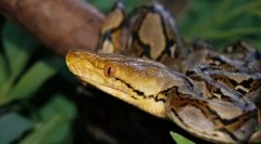 Python mrežica