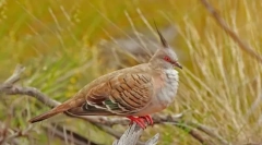 Pitty. Porodica ptica