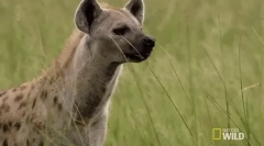 Spotted hyena - grozni afrički predator