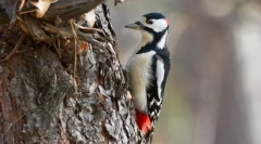 Pentesse