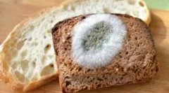 Kalup gljive na hljebu i uzrocima njihovog izgleda