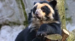 Zašto bijeli medvjedi ne žive na antarktici, već pingvini - na arktiku