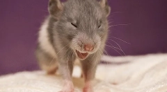 Zašto sneezes rat: uzroci, simptomi i liječenje, šta da radim