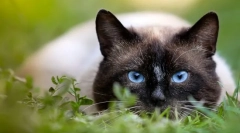 Zašto kažu da mačka ima 9 života?