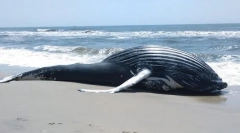 Zašto su kitovi bacaju na obalu?