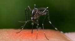 Zašto komarci ugrize ne sve?