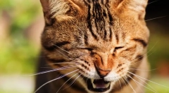 Zašto cat chiatets?