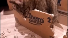 Zašto cat gricble kartonska kutija?