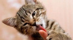 Zašto cat liže ruke?