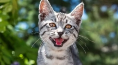 Zašto mačka meowukiet?