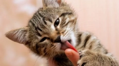 Zašto mačka liže vlasnika?