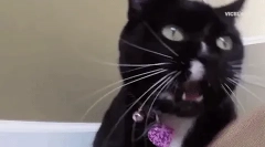 Zašto mačkasti na svom mačiću?