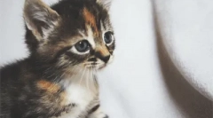 Zašto mačka meow stalno?