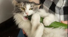 Zašto se mačke plaše krastavca?