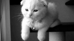 Zašto mačke ne trepere?