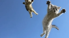 Zašto mačke sleti na 4 šape: naučno objašnjenje