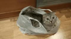 Zašto cat liže polietilenskim paketima i kako ga odbiti iz ove navike