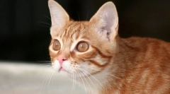 Zašto mačka laže?