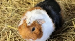 Zašto se zamorca zvala zamorca