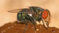 Zašto leti poput stajskog gnoja?