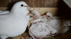 Zašto nikad ne vidimo piliće golubova. Oni ih sakriju?