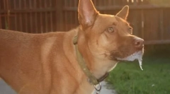 Zašto pas povlači šape u snu