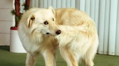 Zašto pas gricka rep?